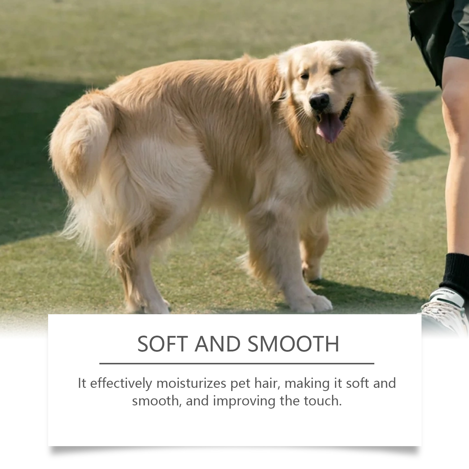YEGBONG Pet Cologne It emits t - Pet Cologne Spray ulasan dan harga